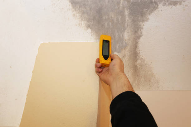 Best Basement Mold Removal  in Lake Hopatcong, NJ